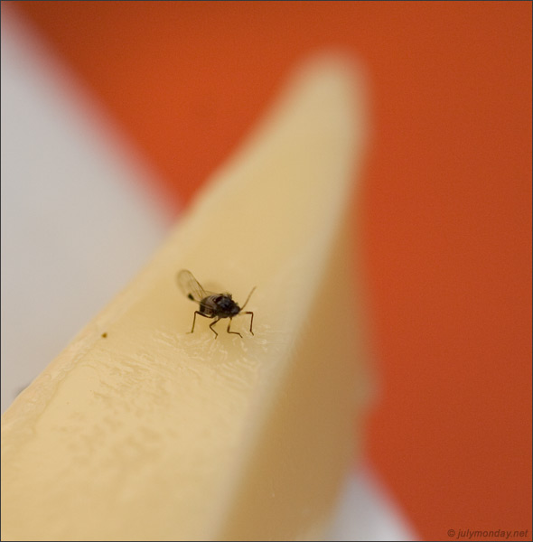 Fly