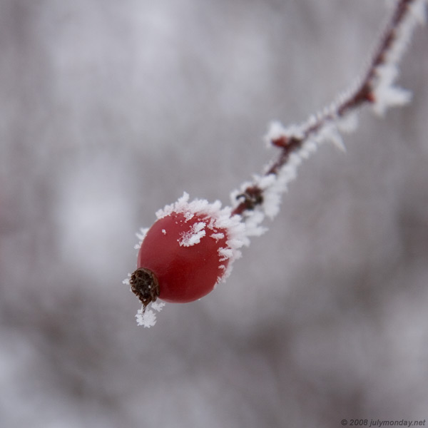 Hips and snow