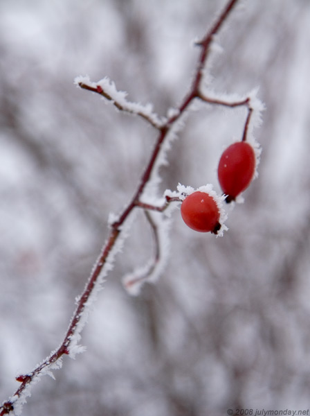 Hips and snow