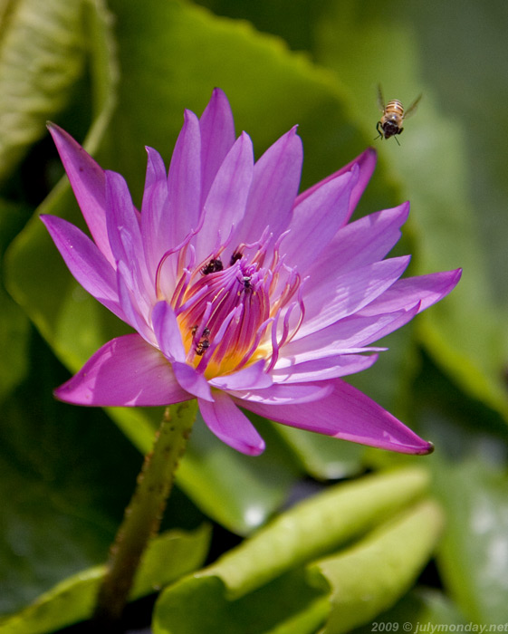 Water Lily