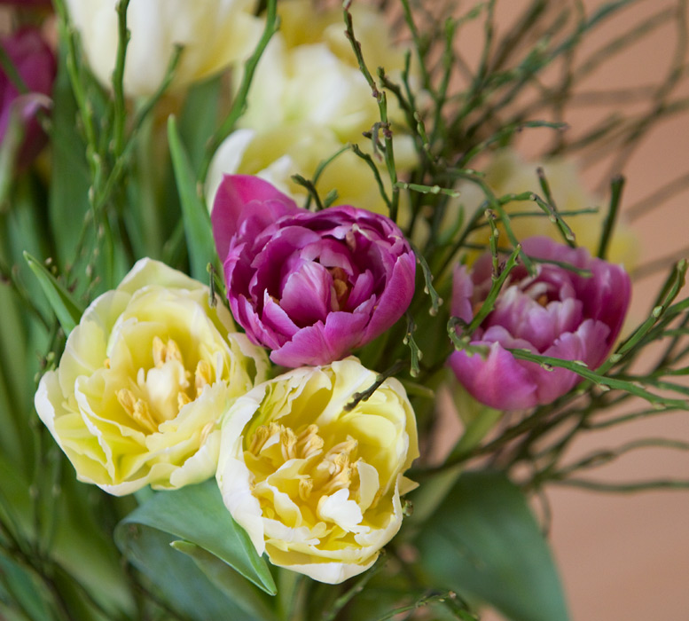 Tulips