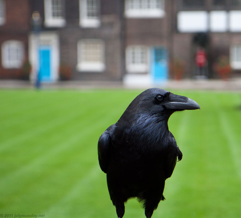 Tower raven
