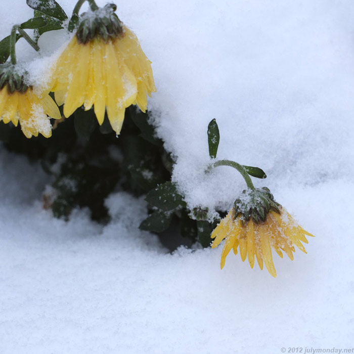 First snow