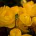 Buttercup