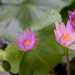 Water Lily