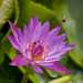 Water Lily