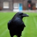 Tower raven