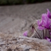 Epidaurus theatre, 2012 AD