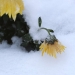 First snow